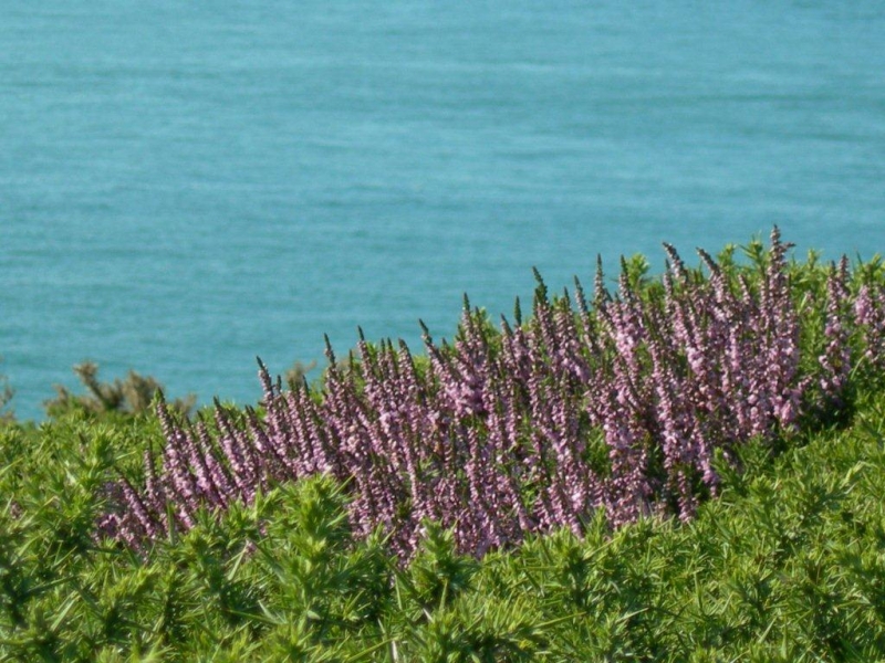 Flowers on the Pembrokeshire Coast